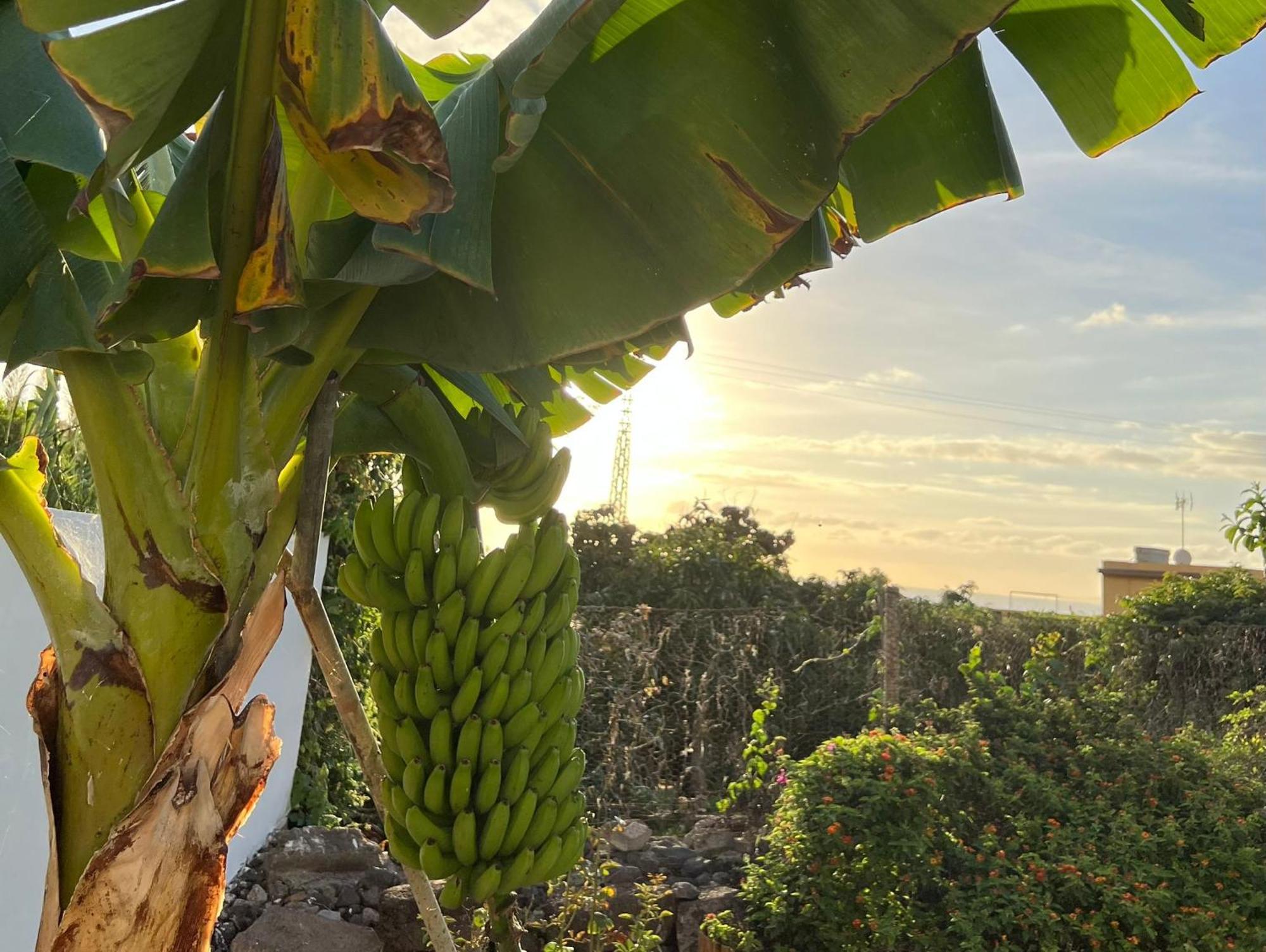 Willa Un Paraiso En Tenerife Punta Del Hidalgo Zewnętrze zdjęcie